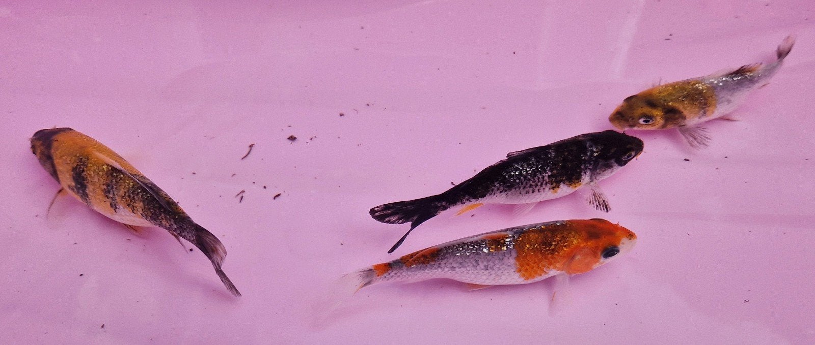 4 prachtige glitter Koi, Dieren en Toebehoren, Karper of Koi