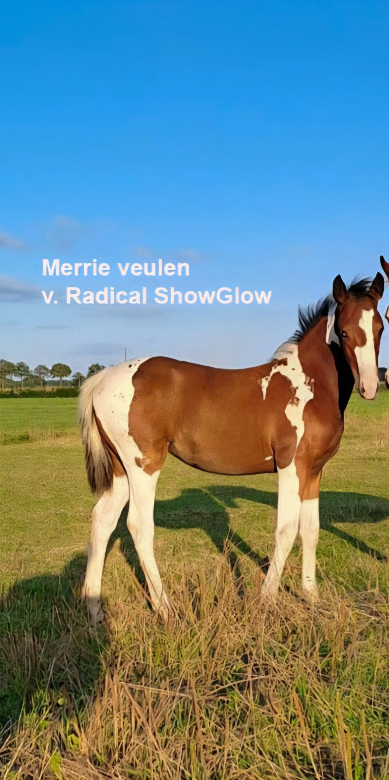 Lieve, makke bonte veulens, paint, 160 tot 165 cm, 0 tot 2 jaar