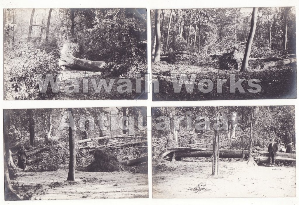 5 fotokaarten storm omgewaaide bomen vermoedelijk Den Haag, Verzenden, Voor 1920, Ongelopen, Zuid-Holland