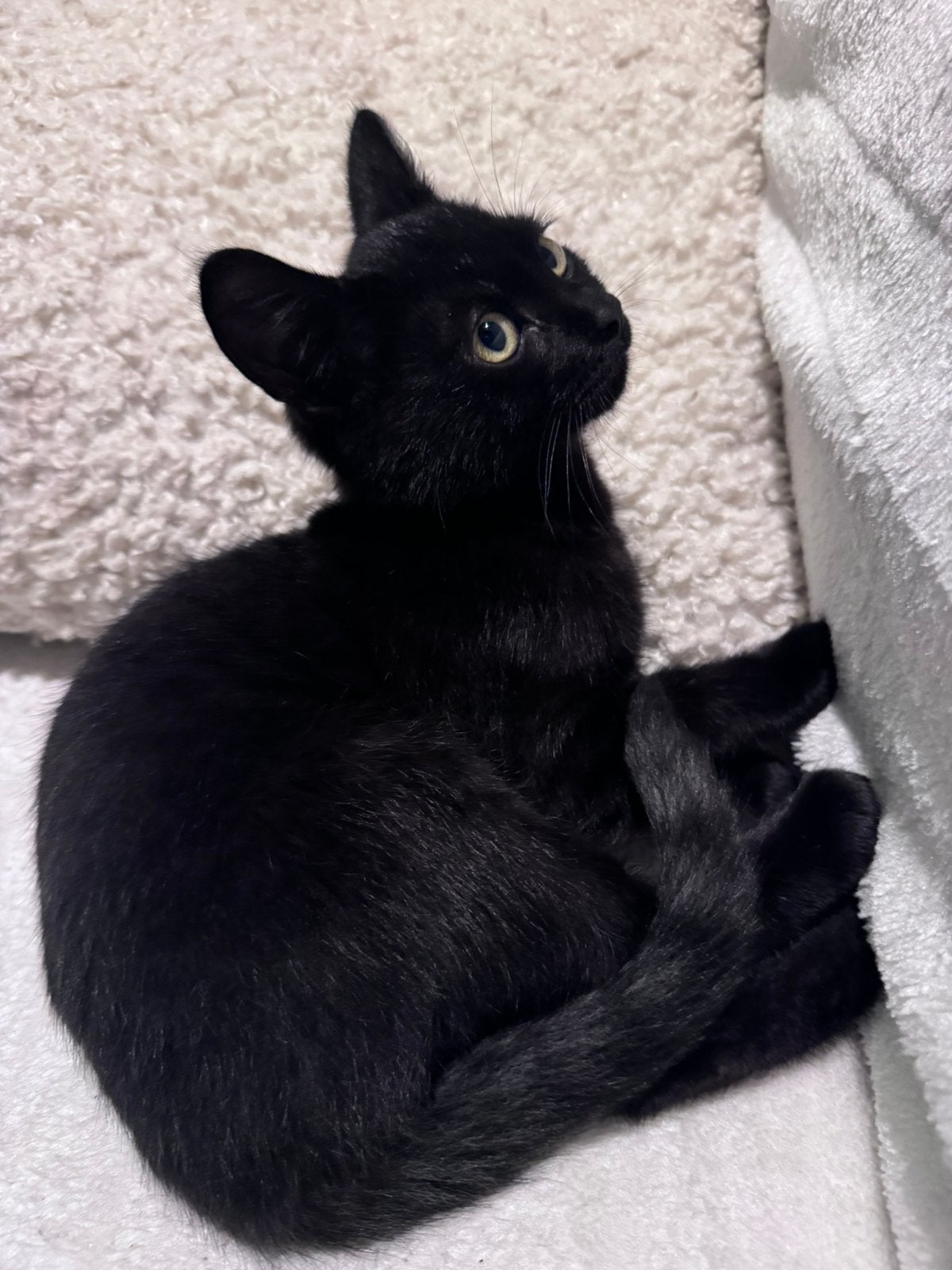 Kitten Babycat  (2x 🐈‍⬛ kitten), Dieren en Toebehoren, Poes, Ontwormd