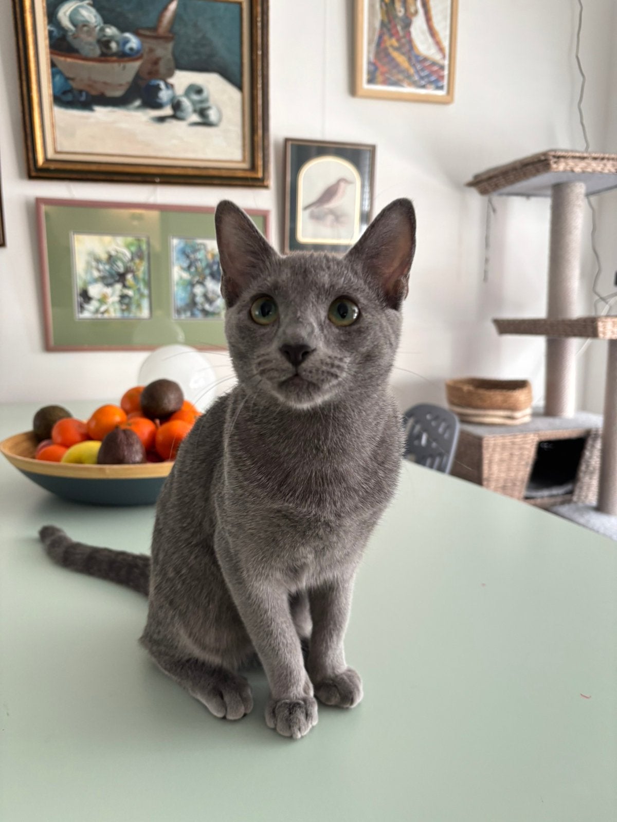 Prachtige jonge Blauwe Rus poes met stamboom, Poes, Gechipt