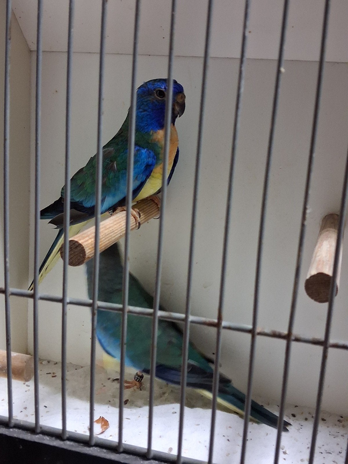 koppel blauwe splendid parkieten, Dieren en Toebehoren