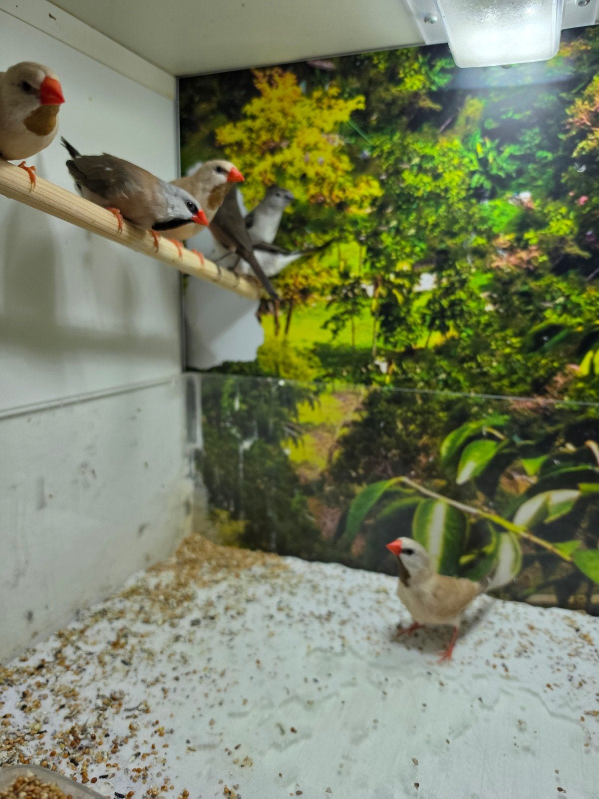 Te koop diverse tropische vogels Goulds, diamantvinken, Meerdere dieren, Tropenvogel, Geringd