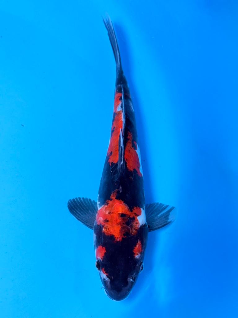 Doitsu Showa 20-25cm Kawakami Japanse koi, Dieren en Toebehoren, Vissen | Vijvervissen, Karper of Koi