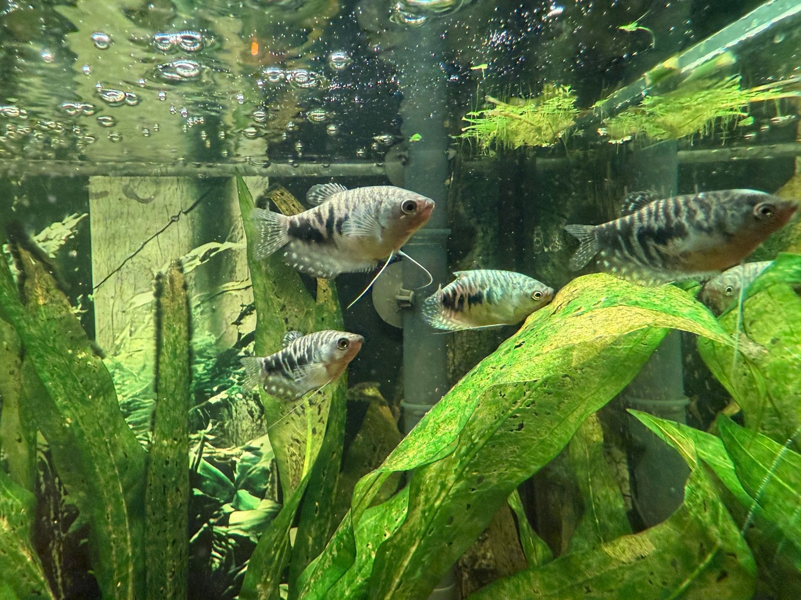 Blauwe spat X Marmer Gourami jongen, Vis