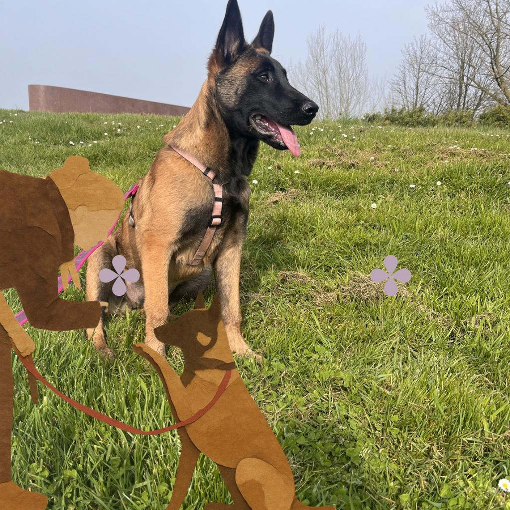 prachtige mechelse herder teef 6,5 mnd, Ophalen, Zo goed als nieuw, Riet