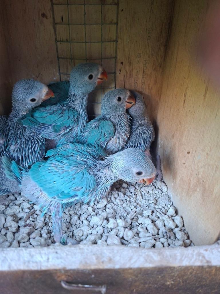 Baby's halsbandparkieten blauw, Geslacht onbekend, Geringd