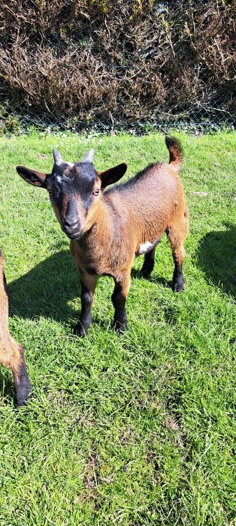 Dwergbok, Dieren en Toebehoren, Mannelijk, Geit, 0 tot 2 jaar