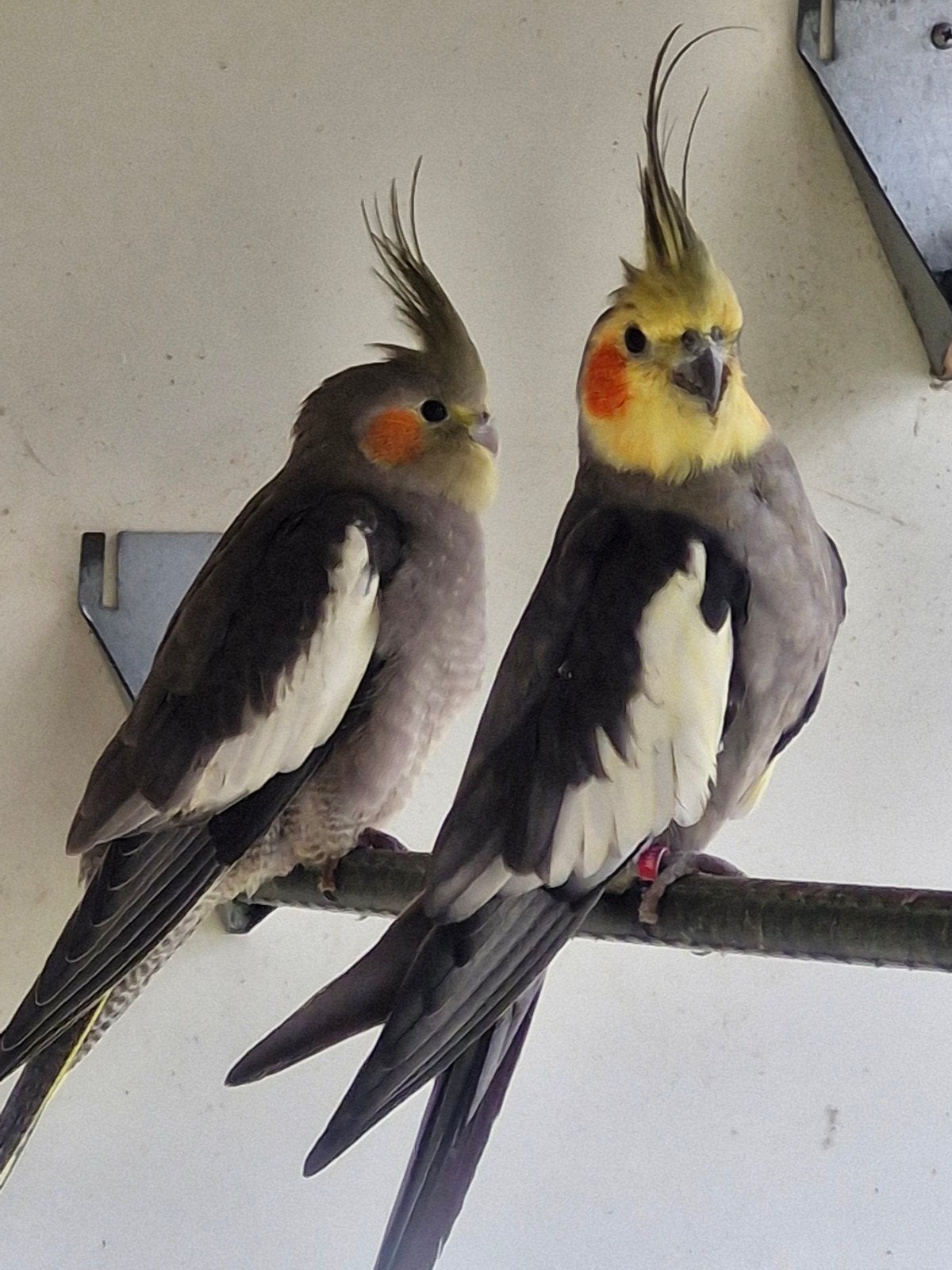 wildkleur  valkparkieten, Dieren en Toebehoren, Meerdere dieren, Parkiet