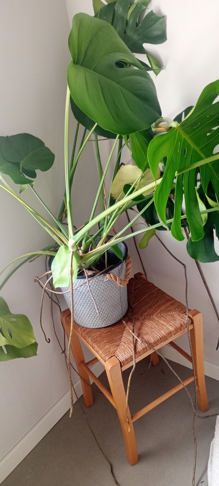 Diverse kamerplanten te koop, inclusief pot, Ophalen of Verzenden