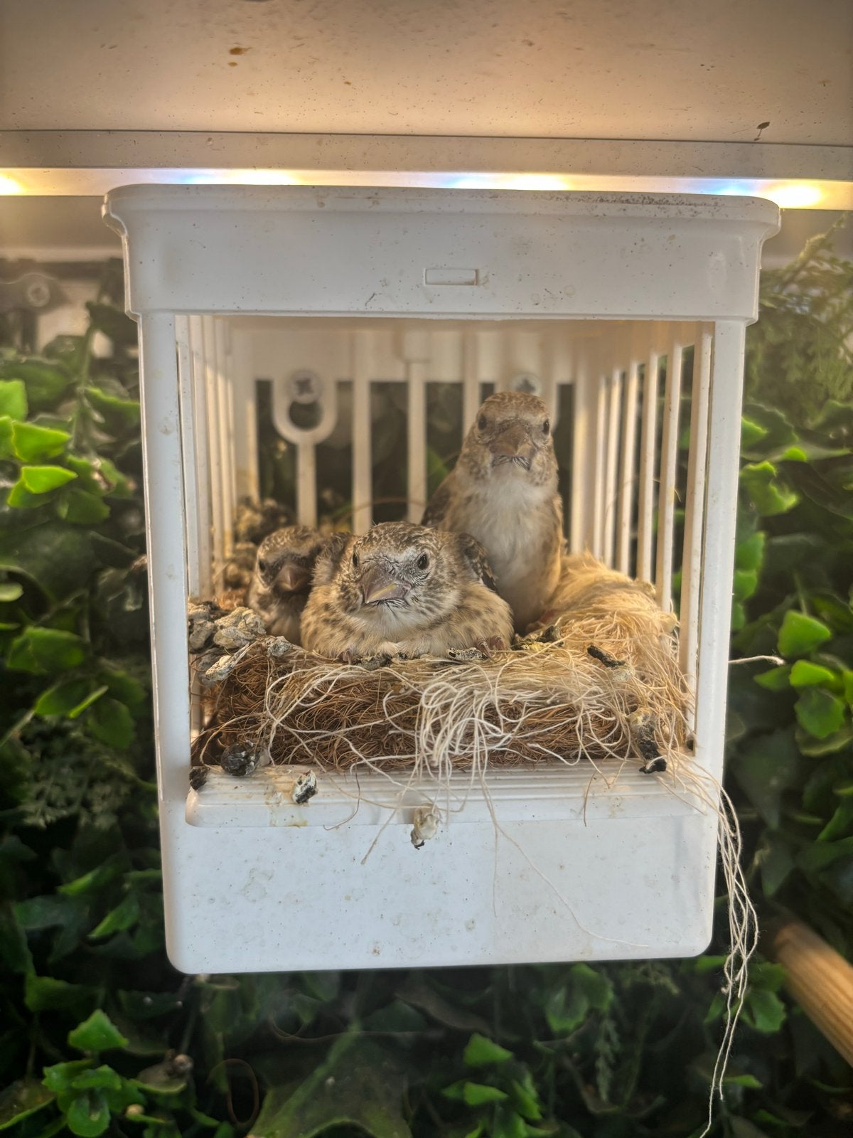 Major putters 2026, Dieren en Toebehoren, Vogels | Overige Vogels, Meerdere dieren, Wildzangvogel, Geringd