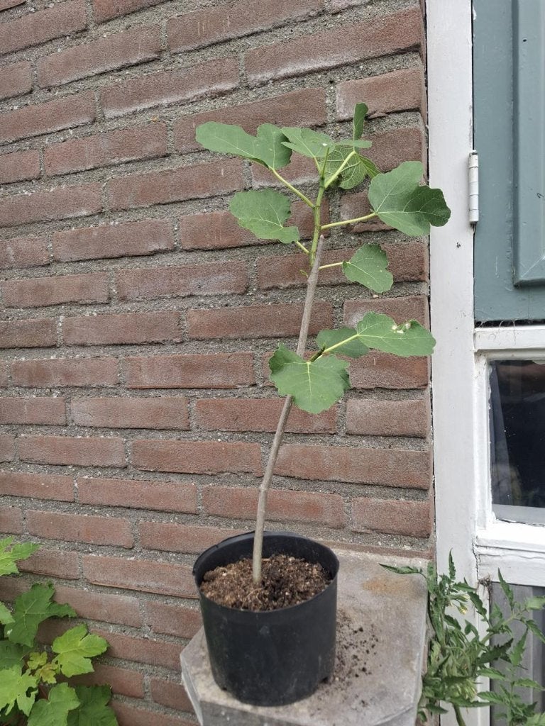 Gezocht Gratis vijgenboom Appelboom etc., Tuin en Terras, Planten | Bomen, Volle zon, 100 tot 250 cm, Zomer, Overige soorten