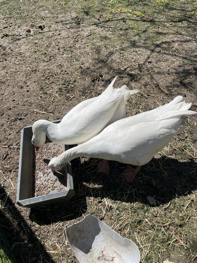 2 makke tuinganzen, Dieren en Toebehoren, Pluimvee, Vrouwelijk, Gans of Zwaan