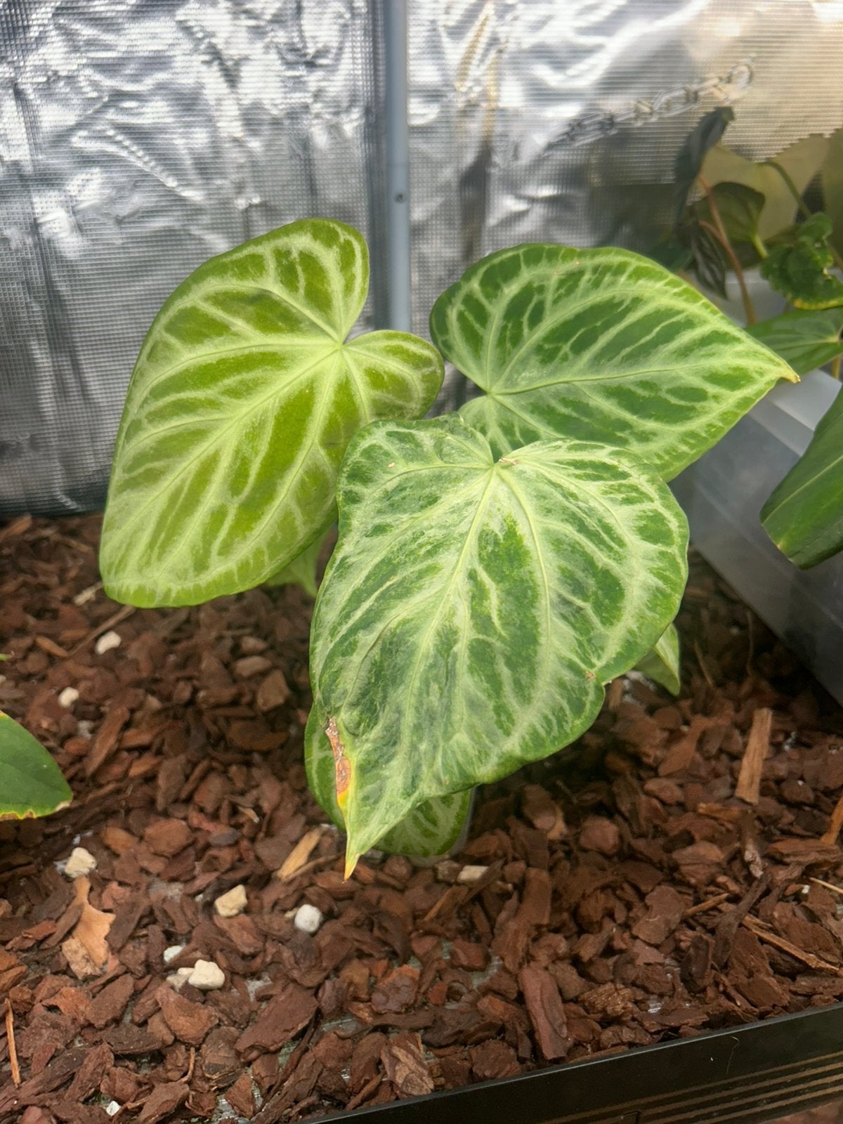 Anthurium Silver blush Mutatie, Ophalen, Halfschaduw, Minder dan 100 cm