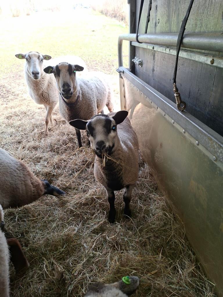 Maasduin Schapen Ram en Lam, Meerdere dieren, Schaap