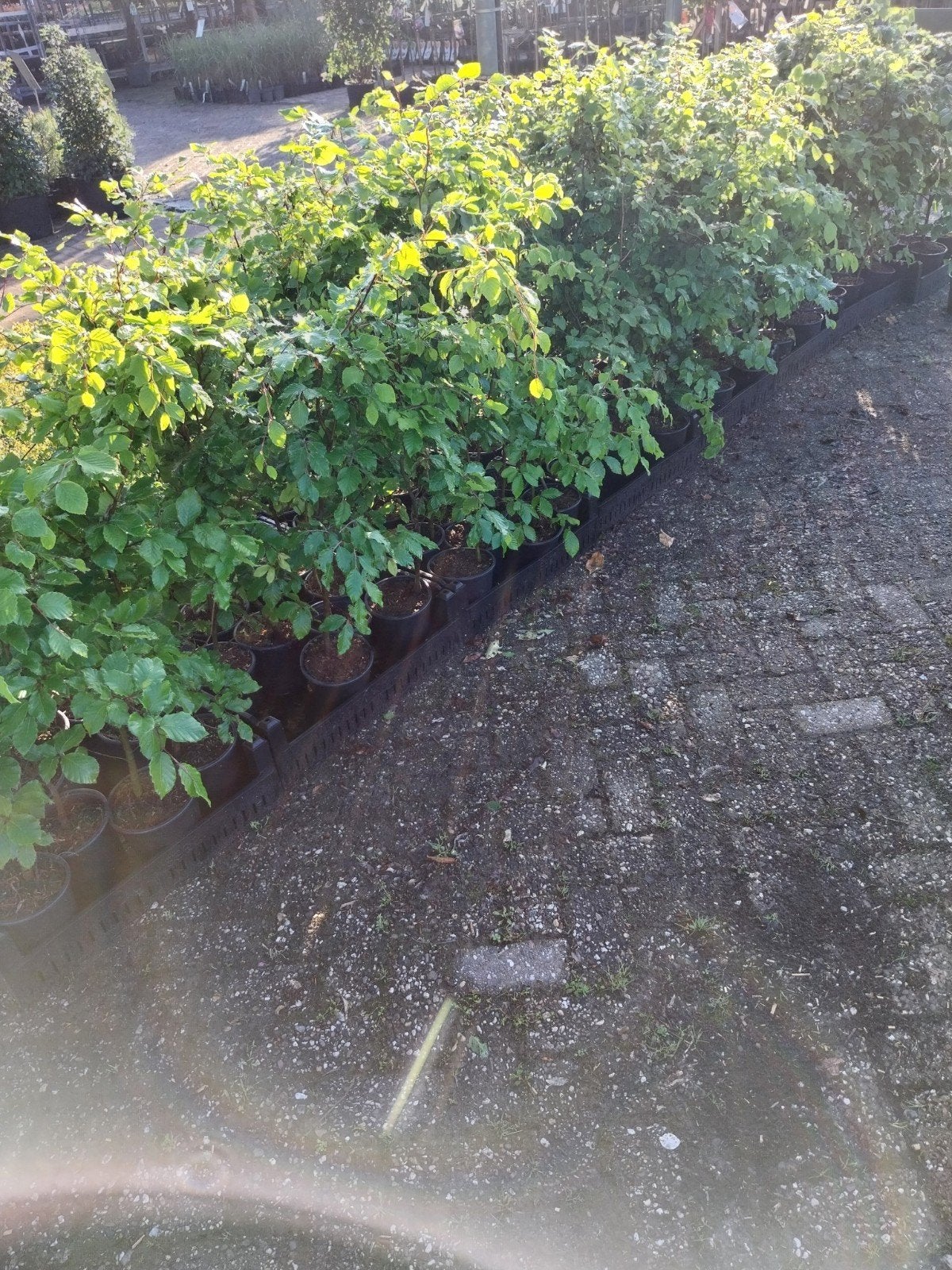 Beukenhaag 60-80 cm hoog, potgekweekt, Volle zon, Vaste plant, Bloeit niet, Ophalen