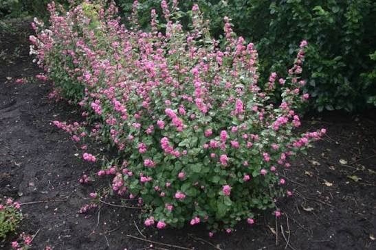 Symphoricarpos Magic berry. Bloeiende bodembedeker P9, Bodembedekkers, Vaste plant, Ophalen of Verzenden, Halfschaduw