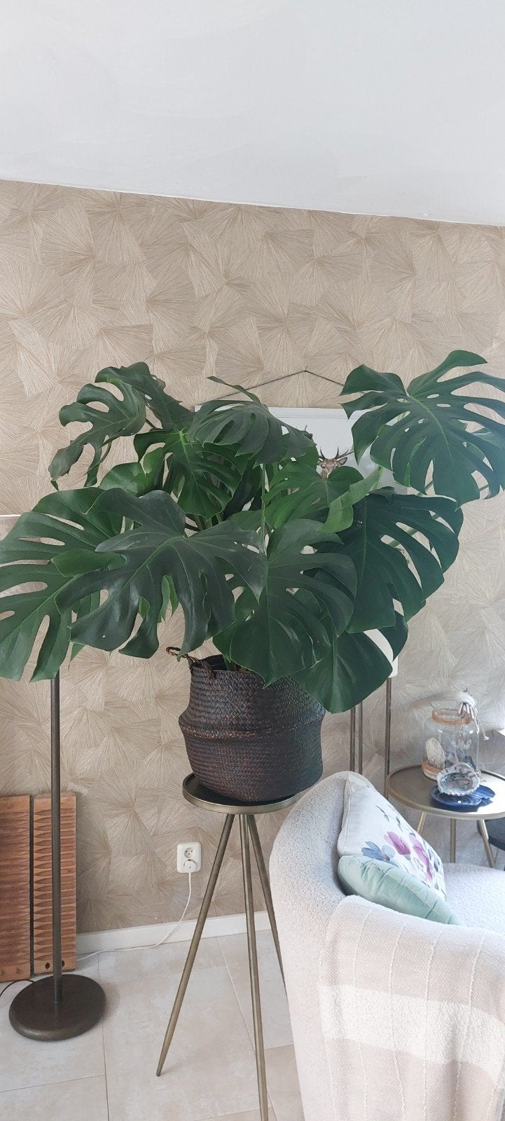 Grote Monstera Deliciosa - Prachtige Kamerplant, Ophalen, 100 tot 150 cm, Overige soorten, Halfschaduw