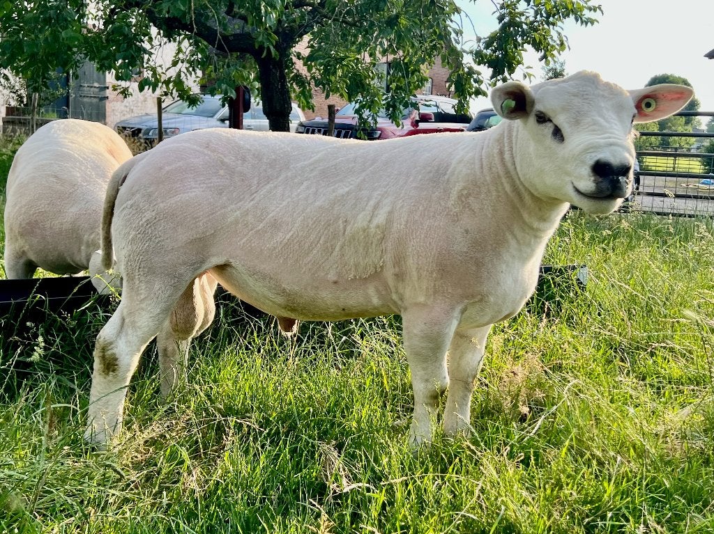 Te koop: Eenjarige Britse/Engelse Texelaar stamboekrammen, Mannelijk, Schaap, 0 tot 2 jaar