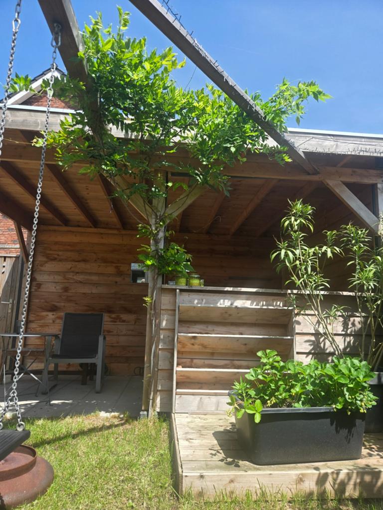 Wisteria sinensis (witte regen), Tuin en Terras, Planten | Bomen, Overige soorten, 100 tot 250 cm, Ophalen