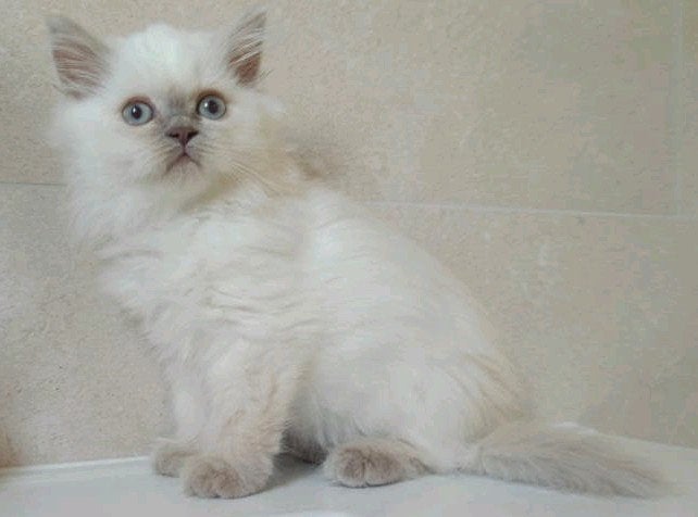 Lieve lilac point Brits langhaar, kater, 2x geënt + 2x check, Kater, Ontwormd, 0 tot 2 jaar