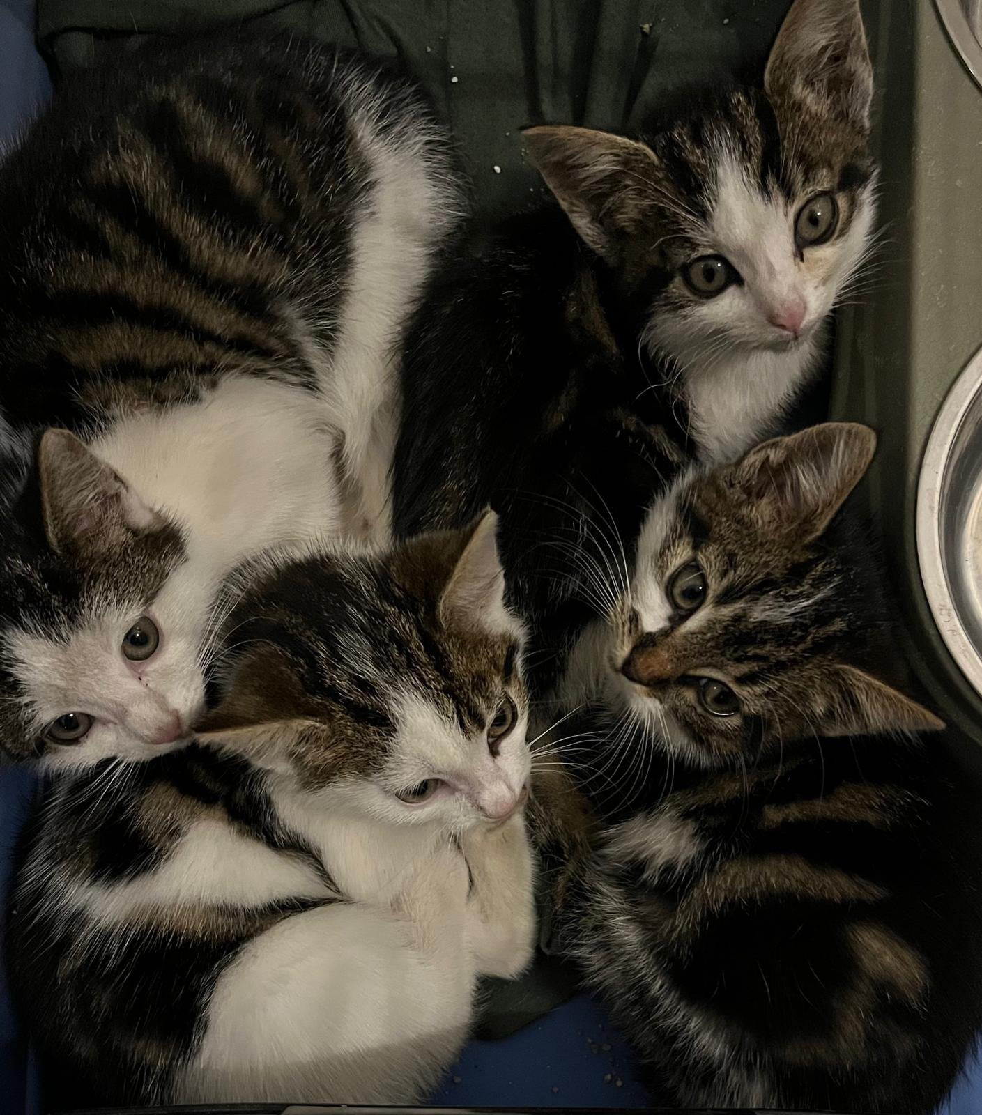 Te koop boerderij kittens, Poes, Kortharig, 0 tot 2 jaar