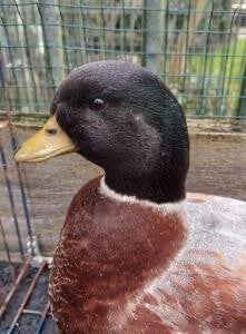 Hierbij bied ik een wildkleur hollandse kwaker man aan, Dieren en Toebehoren, Pluimvee, Mannelijk, Overige soorten