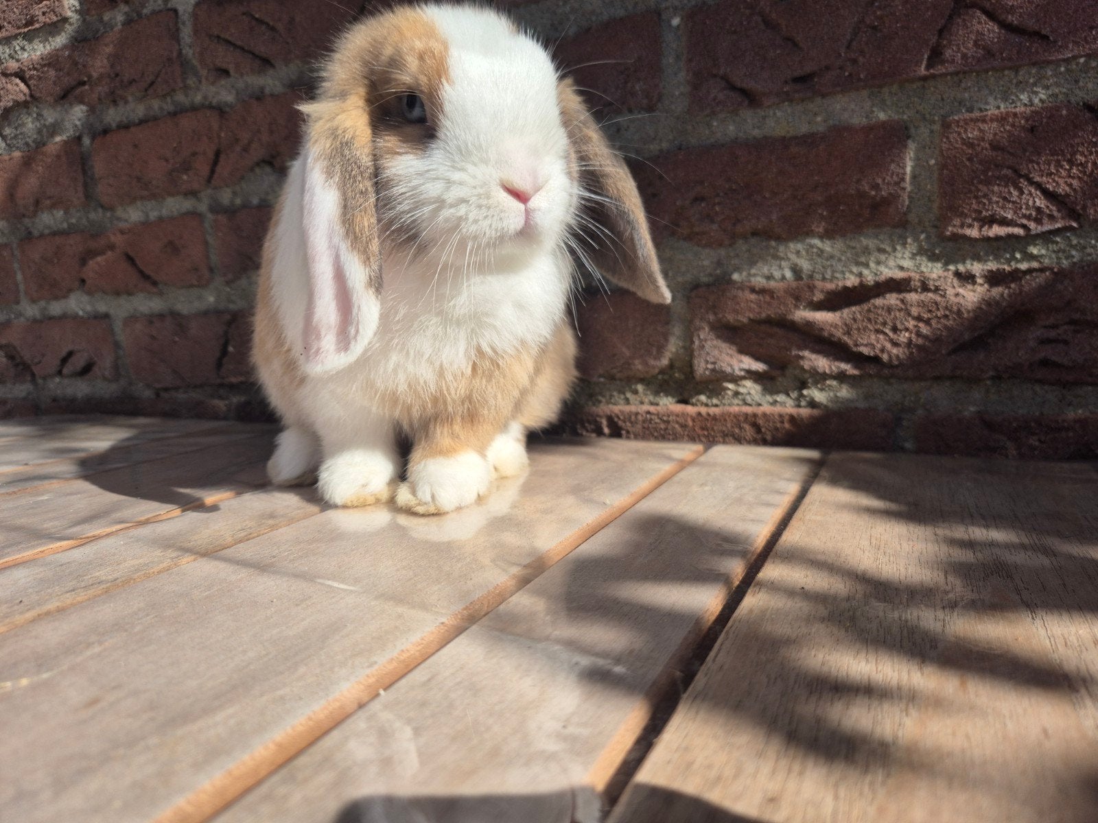 Lieve schattige Minilop voedster 🩷, Dieren en Toebehoren, Konijnen, Vrouwelijk, Dwerg