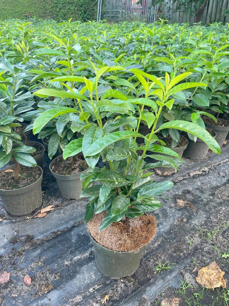 Laurier Genolia in 3 liter pot, smal groeiend soort🪴, Tuin en Terras, Planten | Struiken en Hagen, Ophalen, Laurier, Haag, Minder dan 100 cm
