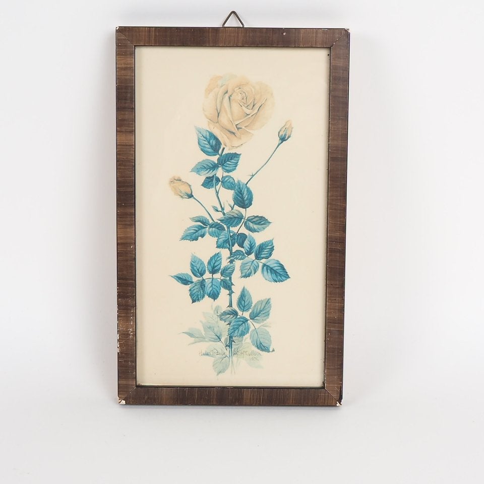 Vintage Prent van de Helen Traubel roos 1971 - W. McCulloch, Gebruikt, Verzenden, Prent, Natuur