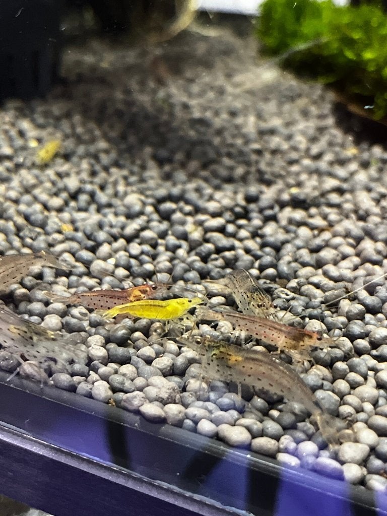 Amano/Japonica Caridina Multidentata Yellow Siergarnaal, Kreeft, Krab of Garnaal, Zoetwatervis