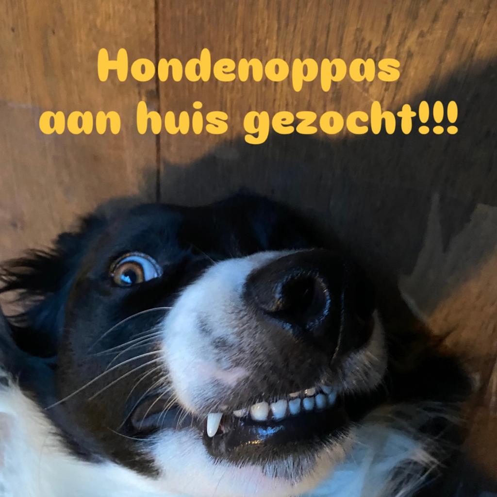 Vakantieoppas aan huis GEZOCHT!!