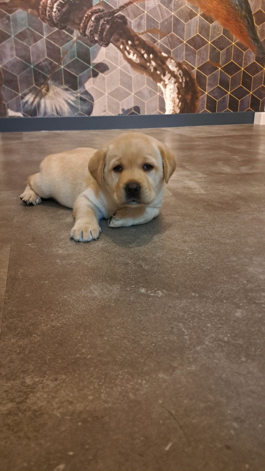 Labrador pups met stamboom uit geteste ouders, 8 tot 15 weken, Meerdere, CDV (hondenziekte), Nederland