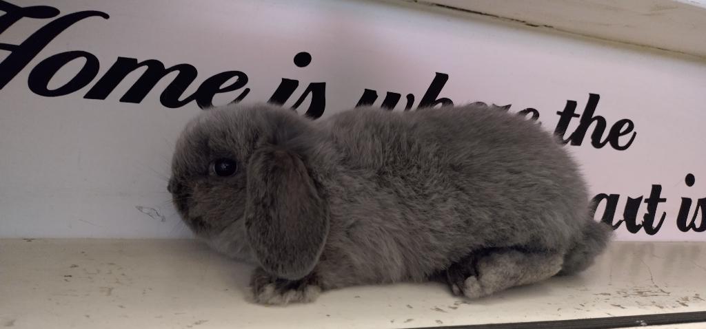 Jong Minilop kruising dwerghangoor voedstertje, Meerdere dieren, Dwerg, Hangoor, 0 tot 2 jaar