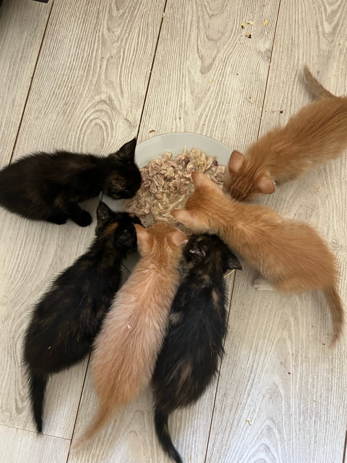 6 kittens - 4 poezen 2 katers, Meerdere dieren, 0 tot 2 jaar