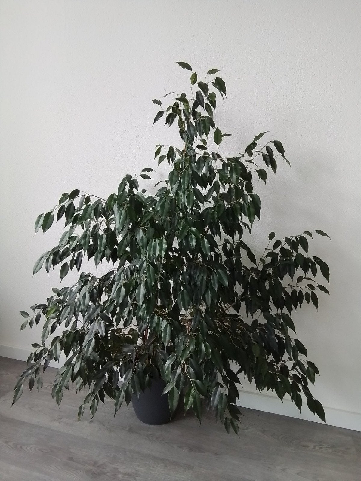 ficus benjaminus, Ophalen