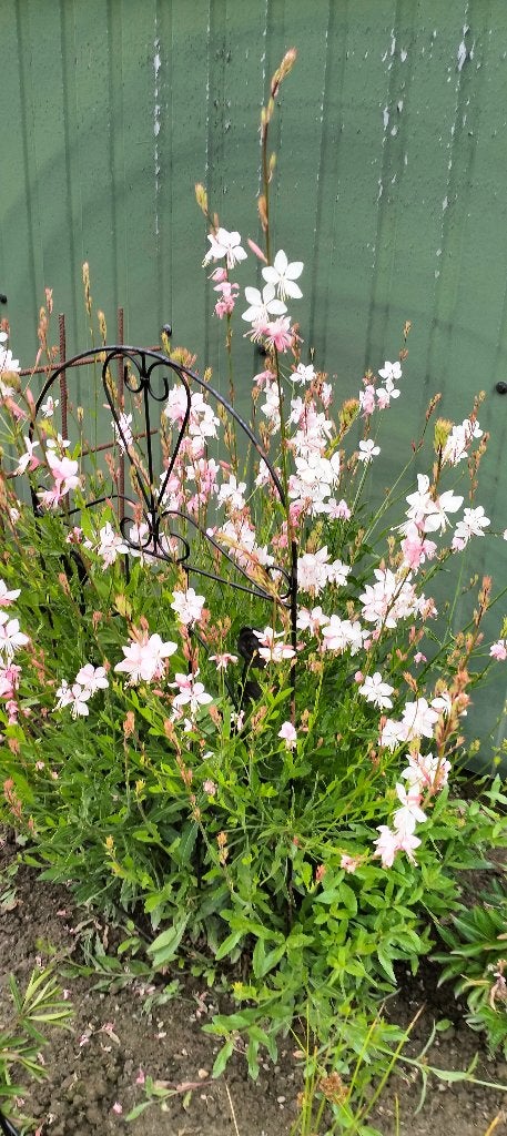 wintervaste plant. Gaura., Ophalen, Overige soorten, Volle zon