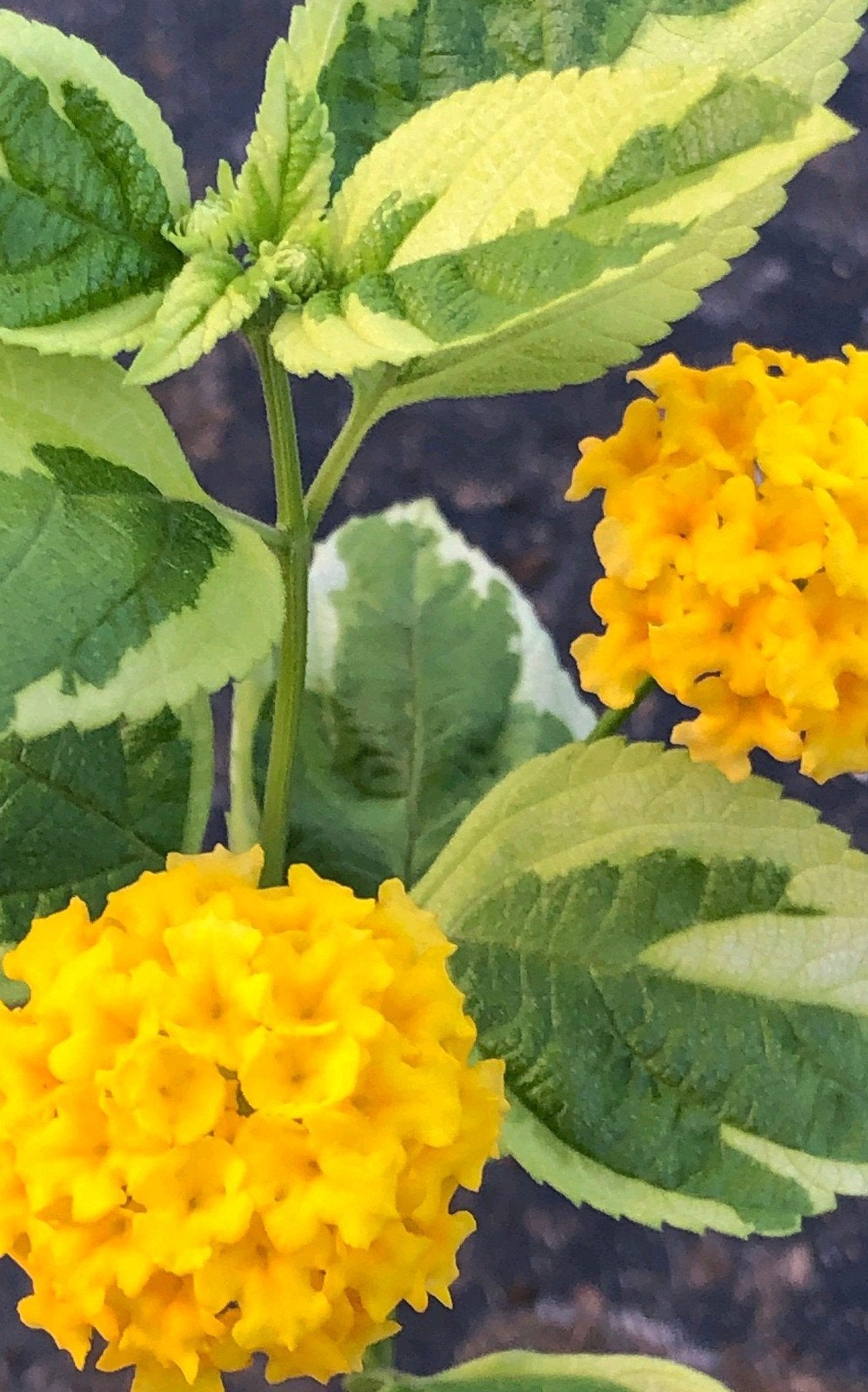 Lantana 'Variegata', Ophalen of Verzenden, Zomer, Overige soorten, Volle zon
