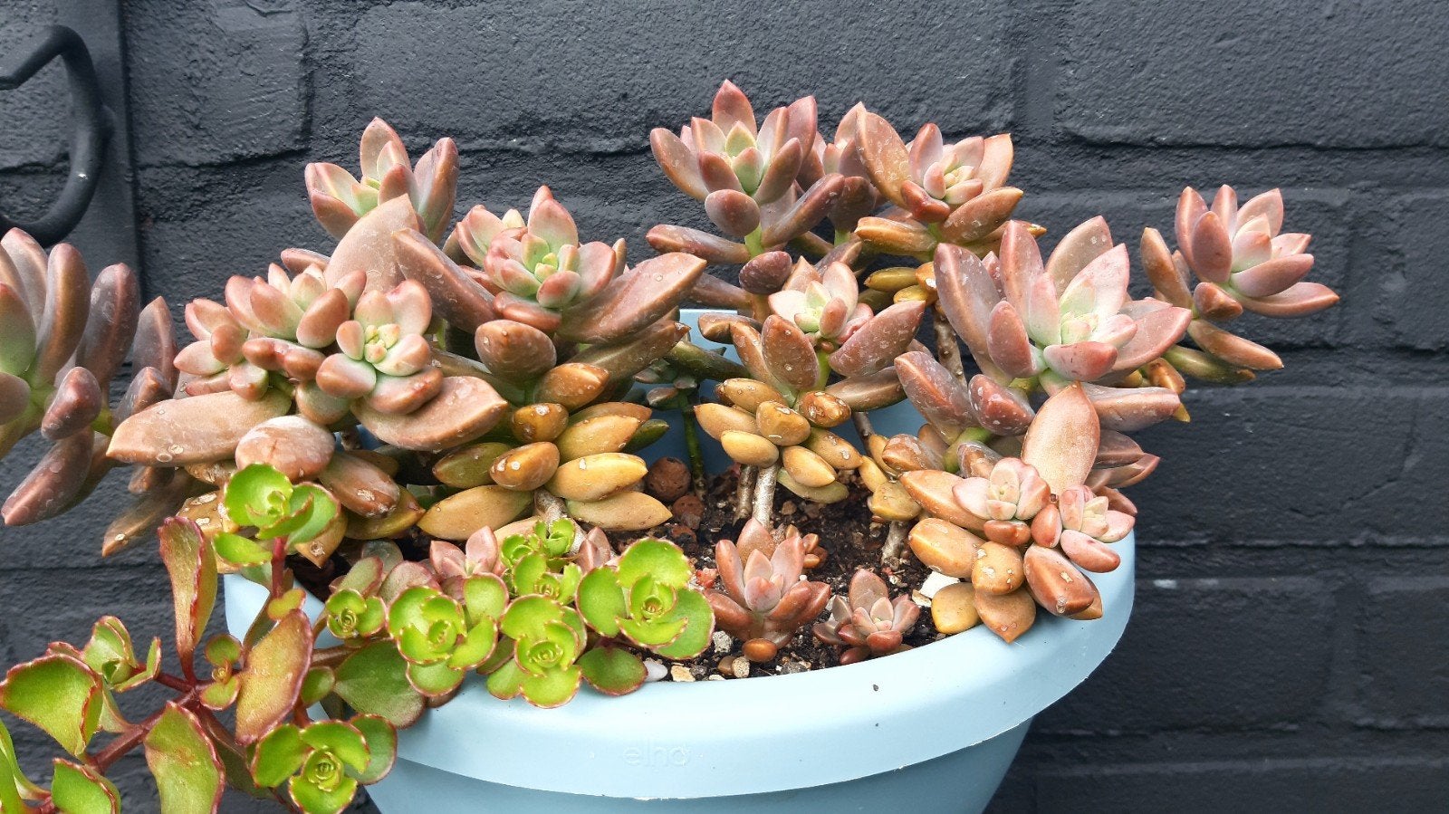 Graptosedum Bronze(vetplant,succulent), Ophalen of Verzenden, Halfschaduw, Minder dan 100 cm