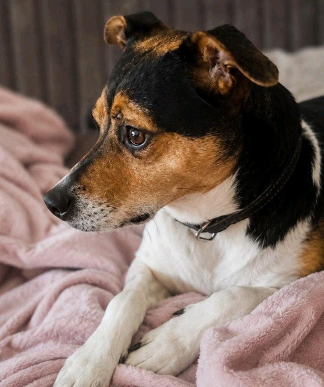 Trouwe boerenfox zoekt met spoed een liefdevol baasje!, Dieren en Toebehoren, Honden | Niet-rashonden, 6 jaar of ouder, Reu, Eén hond