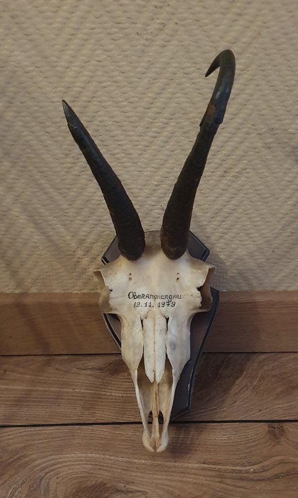 jacht trofee van een gemsbok uit 1979 op een houten schild, Verzamelen, Dierenverzamelingen, Ophalen of Verzenden, Gebruikt, Wild dier