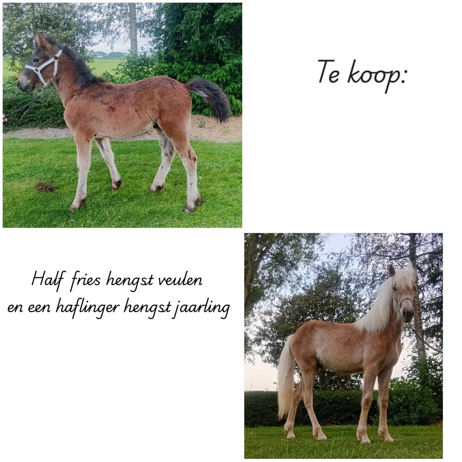 Jaarling haflinger en half fries veulen, Met stamboom, Minder dan 160 cm, Niet van toepassing, 0 tot 2 jaar