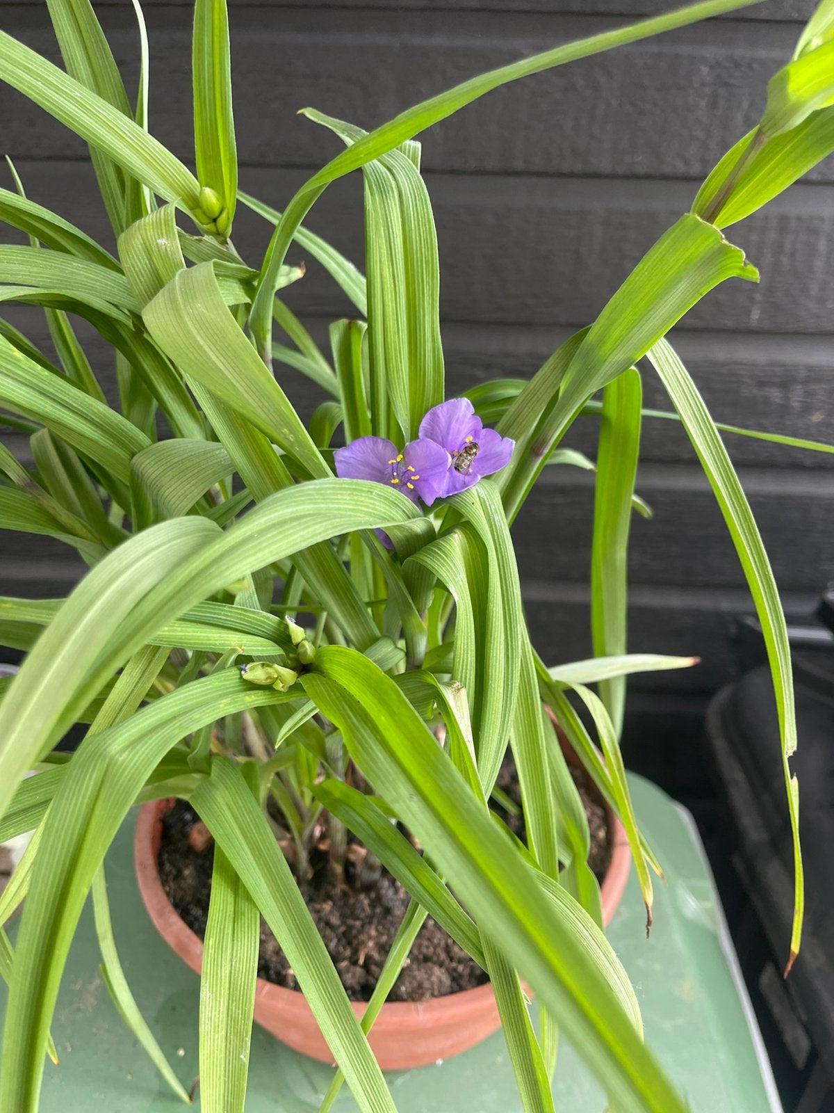 Tradescantia 'Concord Grape' - Vaste plant met paarse bloeme, Overige soorten, Vaste plant, Verzenden, Halfschaduw