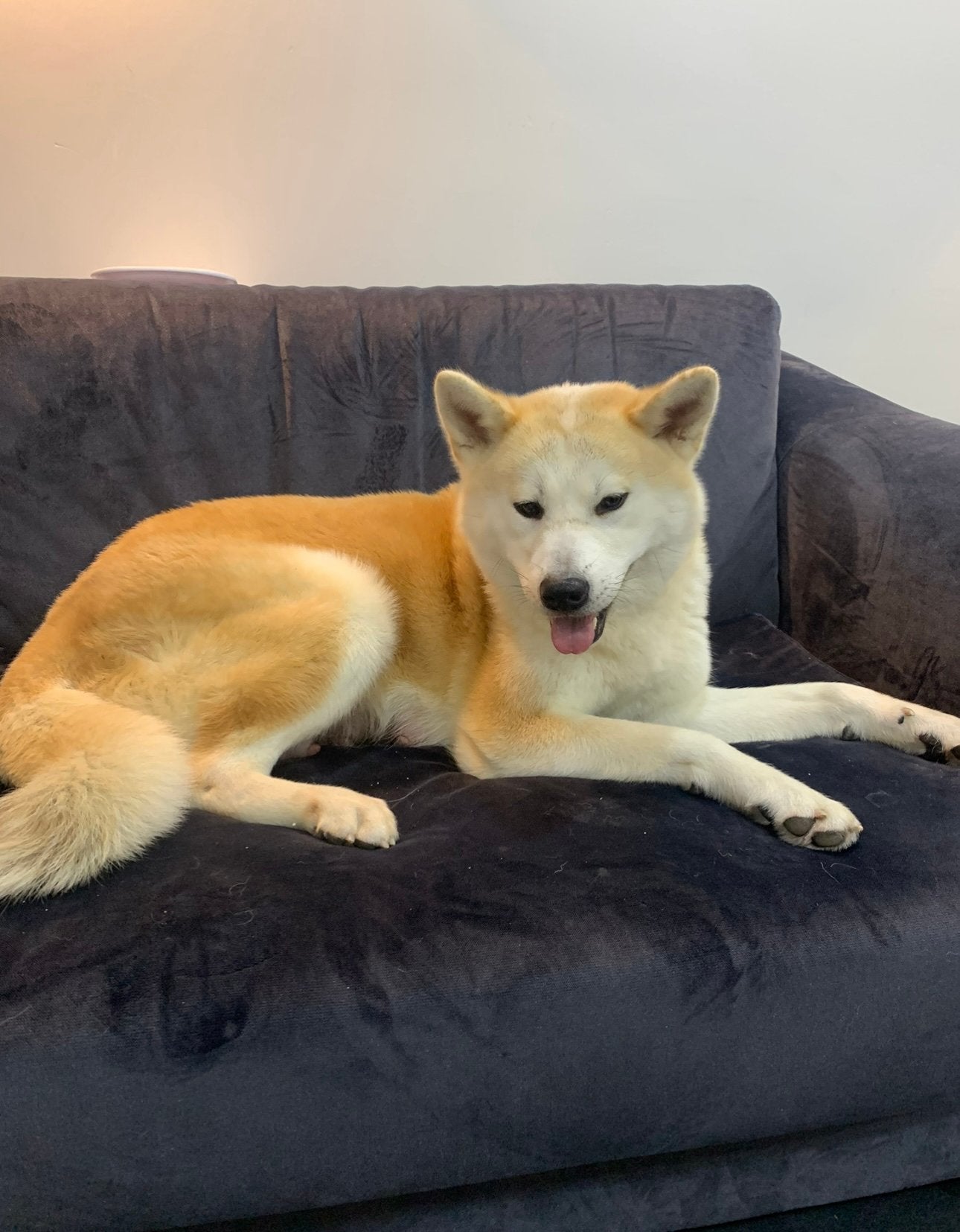 Japanse akita inu, Teef, Eén hond, 3 tot 5 jaar, Nederland