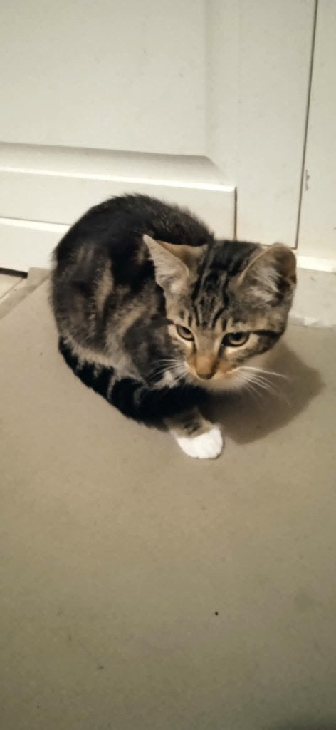 kittens, Kater, Kortharig, 0 tot 2 jaar