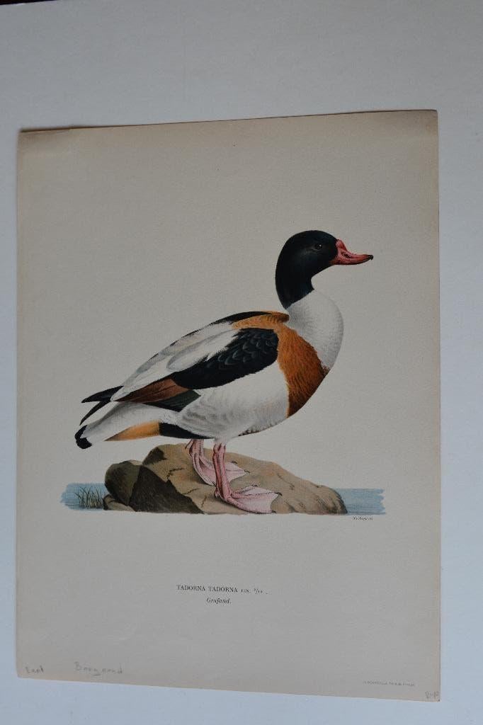 EEND BERGEEND TADORNA TADORNA ORIGINELE VOGEL LITHO 1929 VD9, 18 cm, Verzenden, Origineel, Flora en Fauna
