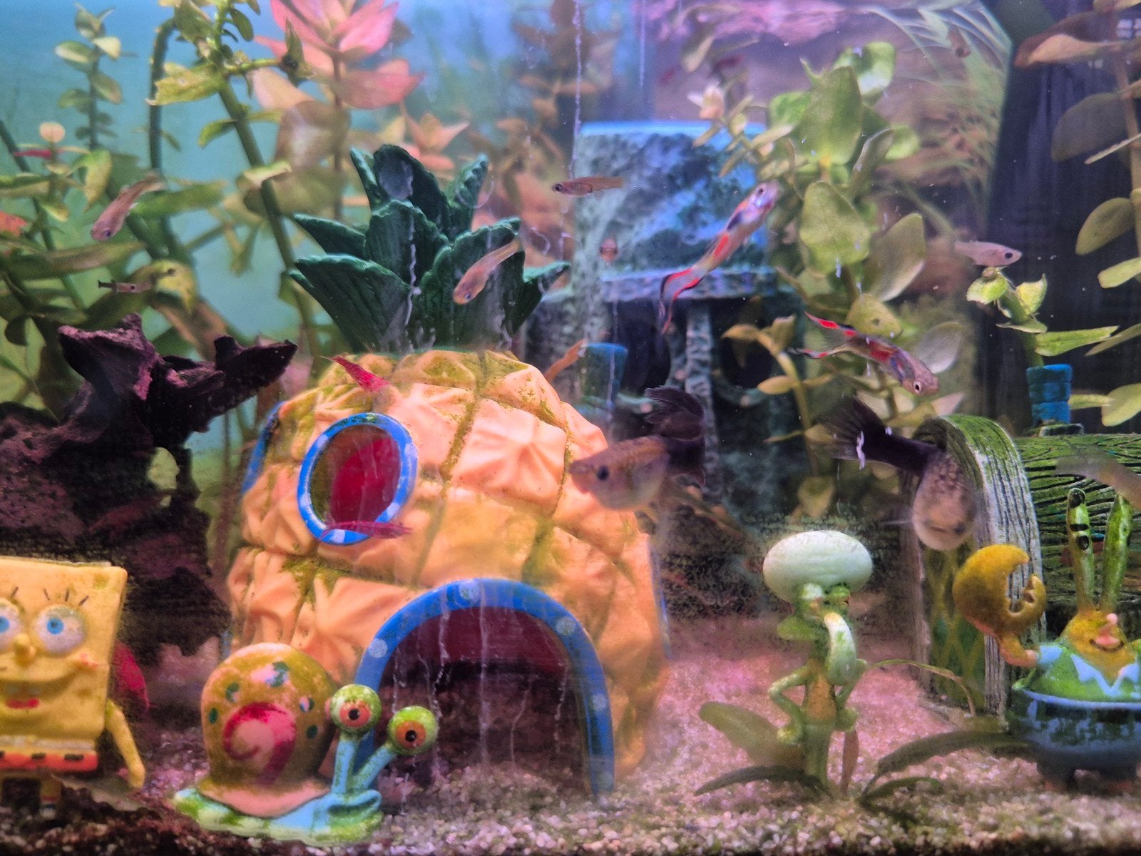 vuurgarnalen en guppen guppies, Dieren en Toebehoren, Zoetwatervis