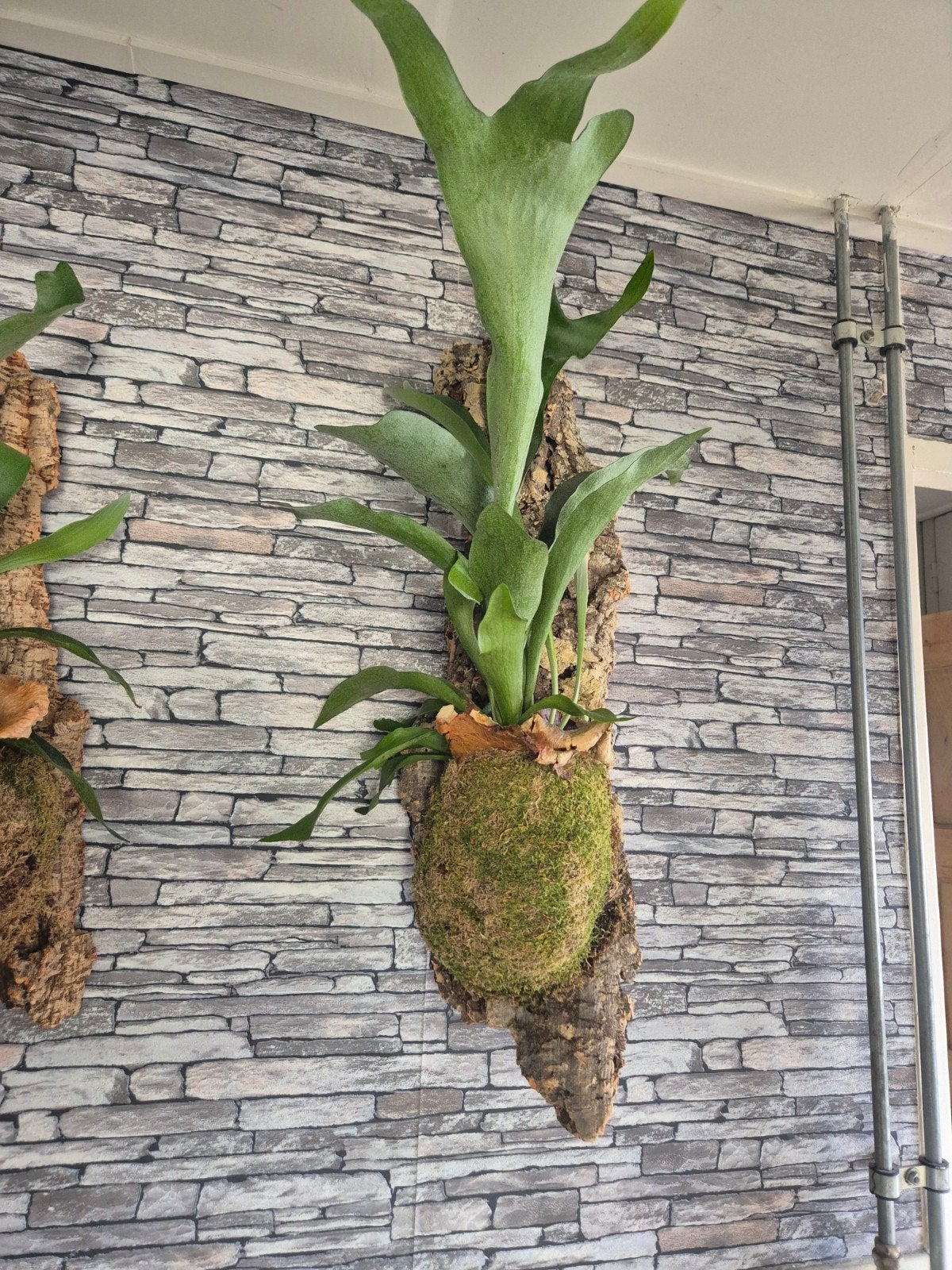Hertshoorn op kurk XL, Overige soorten, Minder dan 100 cm, Groene kamerplant, Halfschaduw