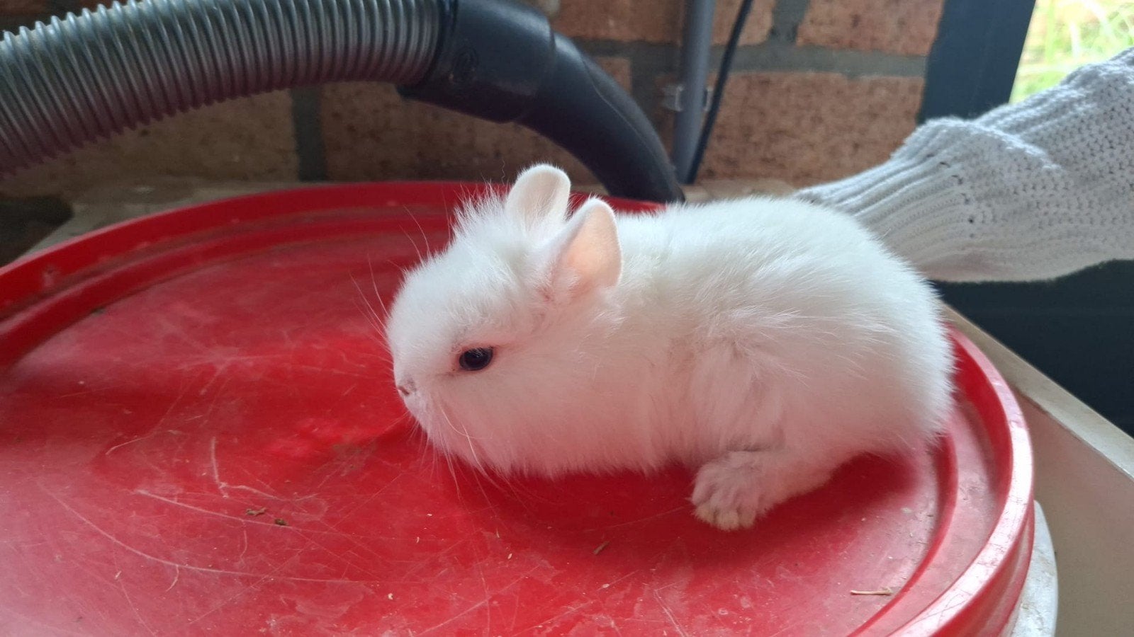 Jonge ram 7 weken oud, wit, Dieren en Toebehoren, Konijnen, Mannelijk, Dwerg, 0 tot 2 jaar