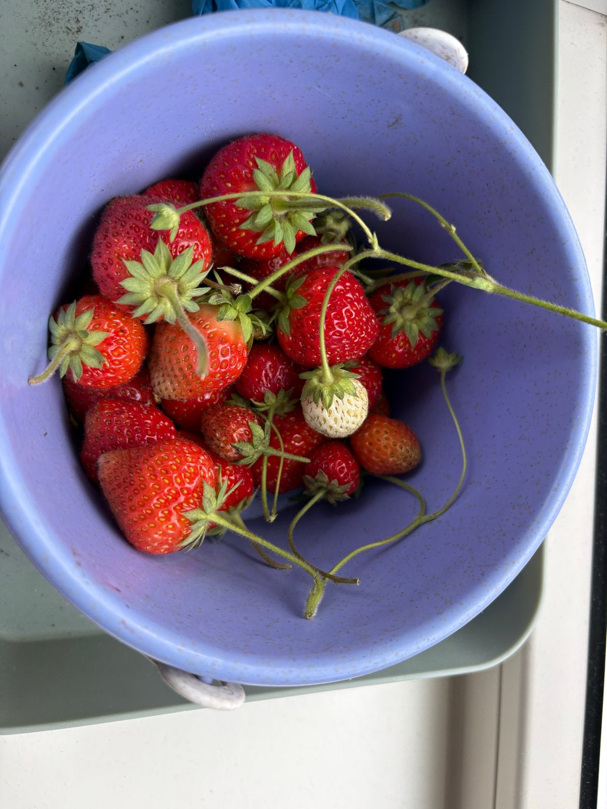 Aardbeienplanten en stekjes voor eigen aardbeien, Tuin en Terras, Planten | Tuinplanten, Ophalen, Volle zon, Vaste plant, Fruitplanten